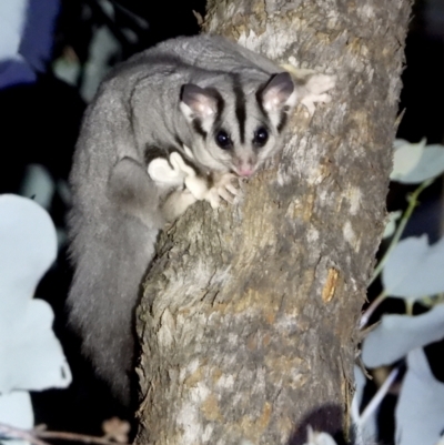 Petaurus norfolcensis (Squirrel Glider) at Table Top, NSW - 15 Apr 2021 by WingsToWander
