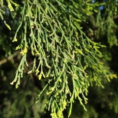 Exocarpos cupressiformis at Cook, ACT - 27 Apr 2021