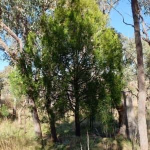 Exocarpos cupressiformis at Cook, ACT - 27 Apr 2021 10:54 AM