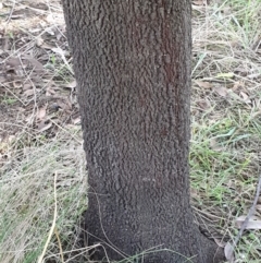 Exocarpos cupressiformis at Cook, ACT - 27 Apr 2021 10:54 AM