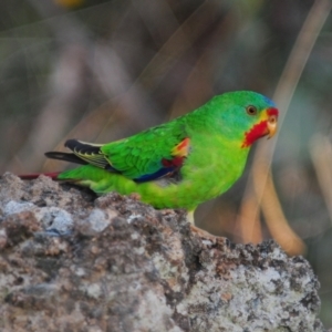 Lathamus discolor at Symonston, ACT - 28 Apr 2021