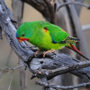 Lathamus discolor at Symonston, ACT - 28 Apr 2021