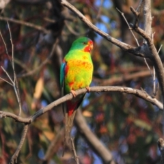 Lathamus discolor at Symonston, ACT - suppressed