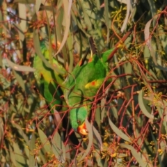 Lathamus discolor at Symonston, ACT - 28 Apr 2021