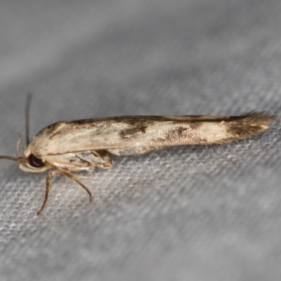 Stathmopodidae (family) (A Concealer moth) at Melba, ACT - 10 Jan 2021 by Bron