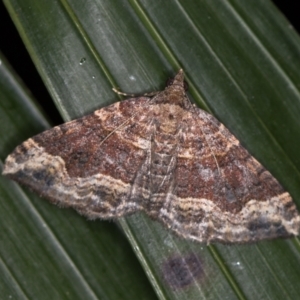 Epyaxa subidaria at Melba, ACT - 10 Jan 2021