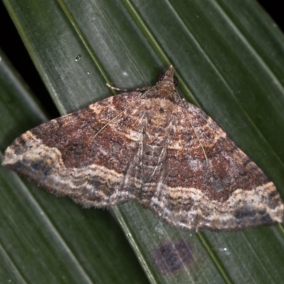 Epyaxa subidaria (Subidaria Moth) at Melba, ACT - 9 Jan 2021 by Bron