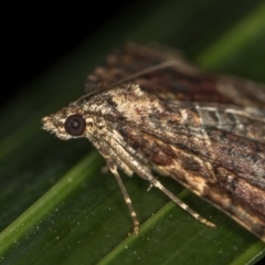 Epyaxa subidaria at Melba, ACT - 10 Jan 2021