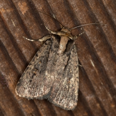 Proteuxoa provisional species 2 (A Noctuid moth) at Melba, ACT - 9 Jan 2021 by Bron