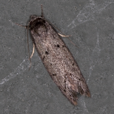 Oecophoridae (family) (Unidentified Oecophorid concealer moth) at Melba, ACT - 10 Jan 2021 by Bron