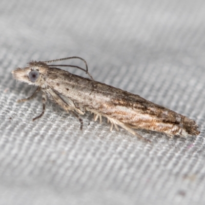 Holocola triangulana (A Tortricid Moth) at Melba, ACT - 10 Jan 2021 by Bron