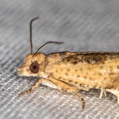 Crocidosema plebejana (Cotton Tipworm Moth) at Melba, ACT - 10 Jan 2021 by Bron