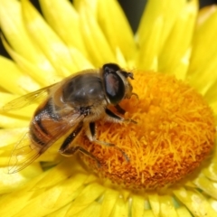 Eristalis tenax (Drone fly) at ANBG - 23 Apr 2021 by TimL