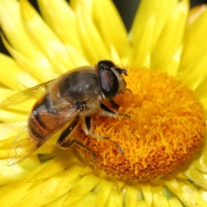 Eristalis tenax at Acton, ACT - 23 Apr 2021