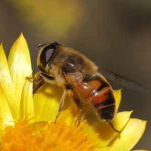 Eristalis tenax at Acton, ACT - 23 Apr 2021