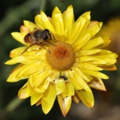 Eristalis tenax at Acton, ACT - 23 Apr 2021