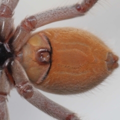 Isopeda sp. (genus) at Evatt, ACT - 26 Apr 2021 02:42 PM