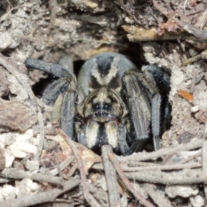 Tasmanicosa godeffroyi at Downer, ACT - suppressed