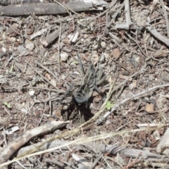 Tasmanicosa godeffroyi at Downer, ACT - suppressed