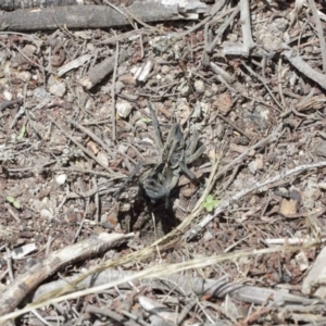 Tasmanicosa godeffroyi at Downer, ACT - suppressed