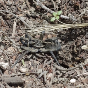 Tasmanicosa godeffroyi at Downer, ACT - suppressed