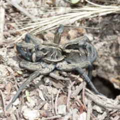 Tasmanicosa godeffroyi at Downer, ACT - suppressed