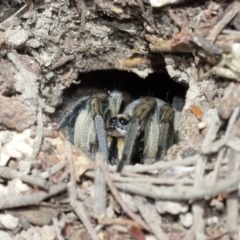 Tasmanicosa godeffroyi at Downer, ACT - suppressed