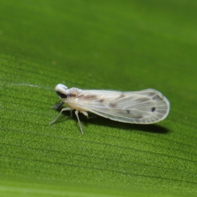Kuranda notata (Derbid planthopper) at ANBG - 23 Apr 2021 by TimL
