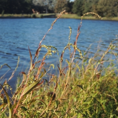 Persicaria hydropiper (Water Pepper) at Tuggeranong Creek to Monash Grassland - 4 Mar 2021 by michaelb