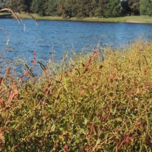 Persicaria hydropiper at Monash, ACT - 4 Mar 2021 06:48 PM