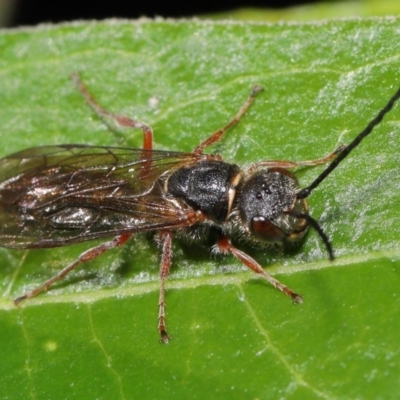 Eirone sp. (genus) (A flower wasp) at Downer, ACT - 25 Apr 2021 by TimL