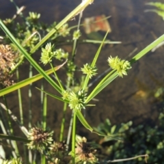 Cyperus eragrostis (Umbrella Sedge) at Monash, ACT - 4 Mar 2021 by michaelb