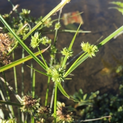 Cyperus eragrostis (Umbrella Sedge) at Monash, ACT - 4 Mar 2021 by michaelb