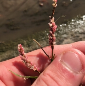 Persicaria decipiens at Phillip, ACT - 12 Apr 2021