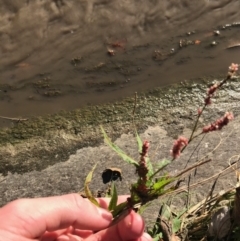 Persicaria decipiens at Phillip, ACT - 12 Apr 2021 03:34 PM