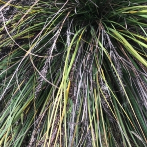 Gahnia subaequiglumis at Paddys River, ACT - 14 Apr 2021