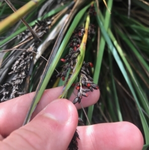 Gahnia subaequiglumis at Paddys River, ACT - 14 Apr 2021 10:36 AM