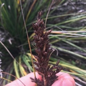 Gahnia subaequiglumis at Paddys River, ACT - 14 Apr 2021