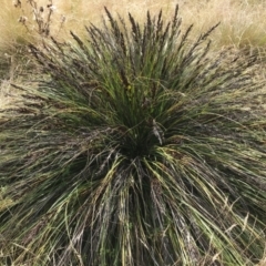 Gahnia subaequiglumis at Paddys River, ACT - 14 Apr 2021