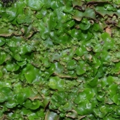 Lunularia cruciata at Bolaro, NSW - 14 Apr 2017