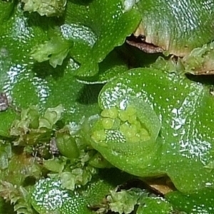 Lunularia cruciata at Bolaro, NSW - 14 Apr 2017