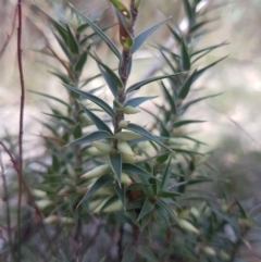 Melichrus urceolatus (Urn Heath) at Mongarlowe River - 22 Apr 2021 by MelitaMilner