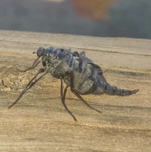 Boreoides subulatus at Torrens, ACT - 29 Apr 2021