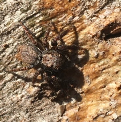 Servaea sp. (genus) (Unidentified Servaea jumping spider) at Tharwa, ACT - 29 Apr 2021 by NedJohnston