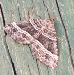 Chrysolarentia subrectaria (A Geometer moth) at Tharwa, ACT - 29 Apr 2021 by NedJohnston