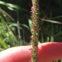 Setaria (genus) (Pigeon Grass) at Tharwa, ACT - 29 Apr 2021 by NedJohnston