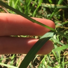 Setaria sp. at Tharwa, ACT - 29 Apr 2021