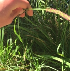 Setaria sp. at Tharwa, ACT - 29 Apr 2021