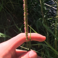 Setaria sp. at Tharwa, ACT - 29 Apr 2021