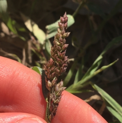 Echinochloa crus-galli (Barnyard Grass) at Tharwa, ACT - 29 Apr 2021 by NedJohnston